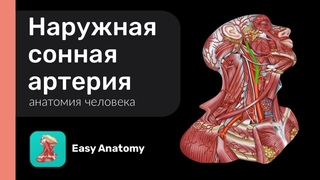 Наружная сонная артерия и её ветви