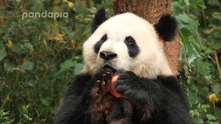 Panda Xi Lan eats apple