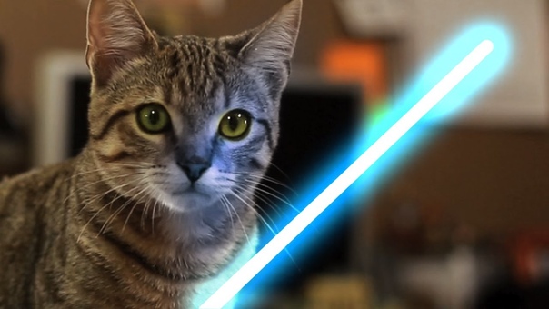Jedi Kitten The Force