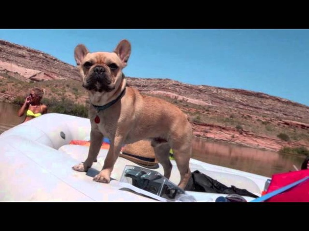 IM A FRENCH BULLDOG