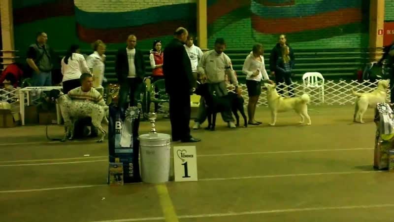 Balaris BARSELONA II The Winner of Junior Best in