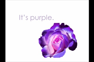 Everybody Up starter: orange pink purple brown