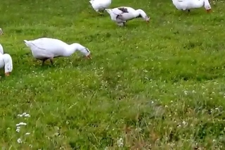 Гуси-гуси, га-га-га....