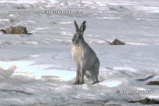 Заяц вблизи аэропорта Иркутск / Hare near airport Irkutsk
