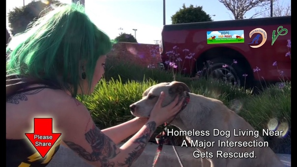 A Homeless Dog Living on the Streets Near the Los Angeles International Airport gets