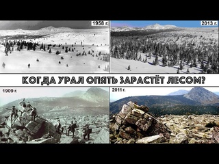 Почему лес идет в горы Урала. 3 дня с учеными дендрохронологами на Иремеле