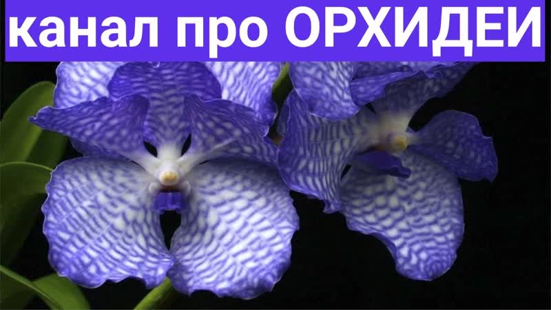 про ОРХИДЕИ: ванда, онцидиум, дендробиум, камбрия, каттлея,