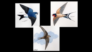 APPRENDRE LES CHANTS D'OISEAUX - 40 : Les hirondelles et les martinets