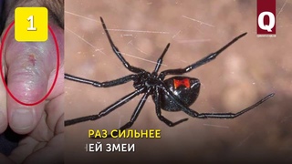 6 опасных животных Крыма