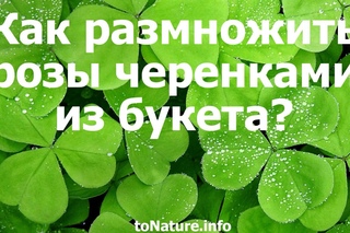 Как размножить розы черенками из букета?