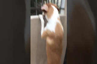 Um cachorro bróder sempre ajuda o amigo