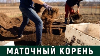 Маточный корень, результат. НАЧАЛО СЕЗОНА 2018