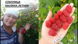 СОКОЛИЦА среднеспелый сорт малины
