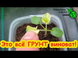 НЕ ПОВТОРЯЙТЕ МОЮ ОШИБКУ! Листья желтеют! Страшнейший хлороз рассады. Чем лечить хлороз у рассады.