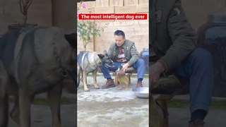 The most intelligent dogs ever | unseen dog | dog lover #shorts  @kidstvsongs @dogloveranil @Bodybuildingpriest