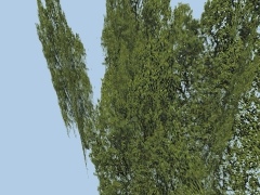 Z2Zf Oak Spline