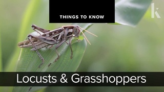Locusts and Grasshoppers | Things to Know