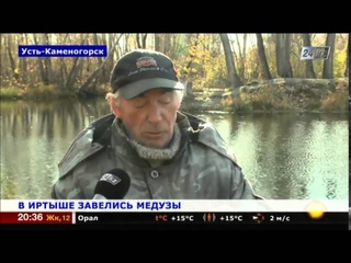 В Иртыше завелись медузы