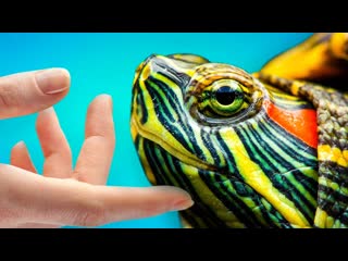 Черепашки очень классные! А вот и 5 доказательств