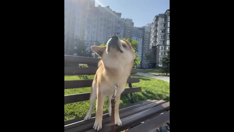 вертолёт дог !)