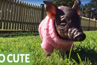 Rescued Mini Piglet plays at the dog park - Melts hearts!