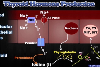 Thyroid Gland and Thyroid Hormones - [T3, T4, Thyroglobulin, Iodide Trapping etc.]