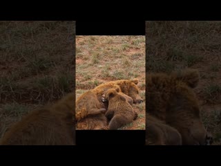 #bears