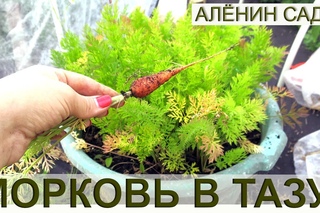 МОРКОВЬ В ТАЗУ / Выращивание моркови в контейнерах, ведрах и горшках