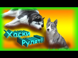 Как спариваются Хаски