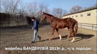 ПРОДАЖА: жеребец ВАНДЕРЛЕЙ 2019г.р. чистокровная верховая порода. Цена WhatsApp +79883400208