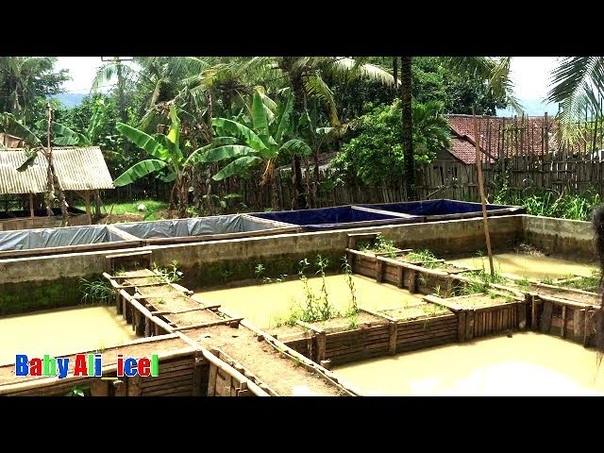 budidaya ikan lele balita lucu bermain di tempat budidaya ikan