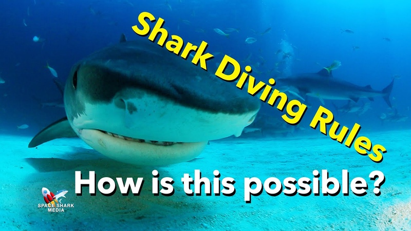 Tiger Shark Rules. Rules for swimming with sharks. ,shark, sharks, nature, ocean,