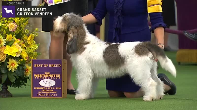 Большой вандейский бассет гриффон Grand Basset Griffon Vendeens Breed Judging