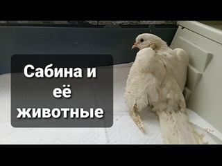 Знакомьтесь, Сабина и её животные