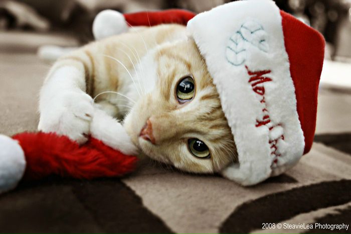 №83, Кира Статенина №83, Кира Статенина