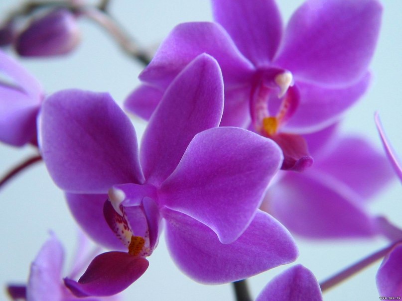 Оля Иванова | Москва