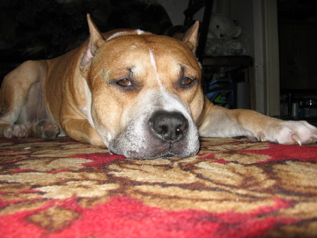 Светлана Снегирева | Санкт-Петербург