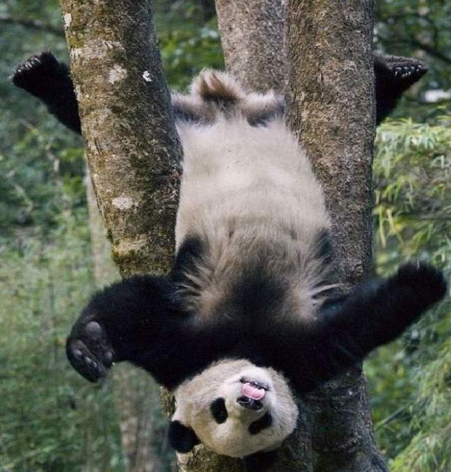 Мигель Бронко | 