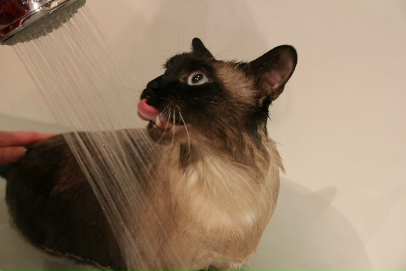 Ленулька Полякова Agahta | Москва