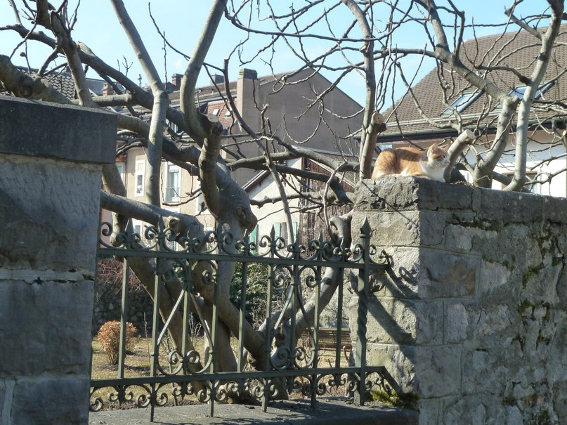 Светлана Колодийчик | Санкт-Петербург