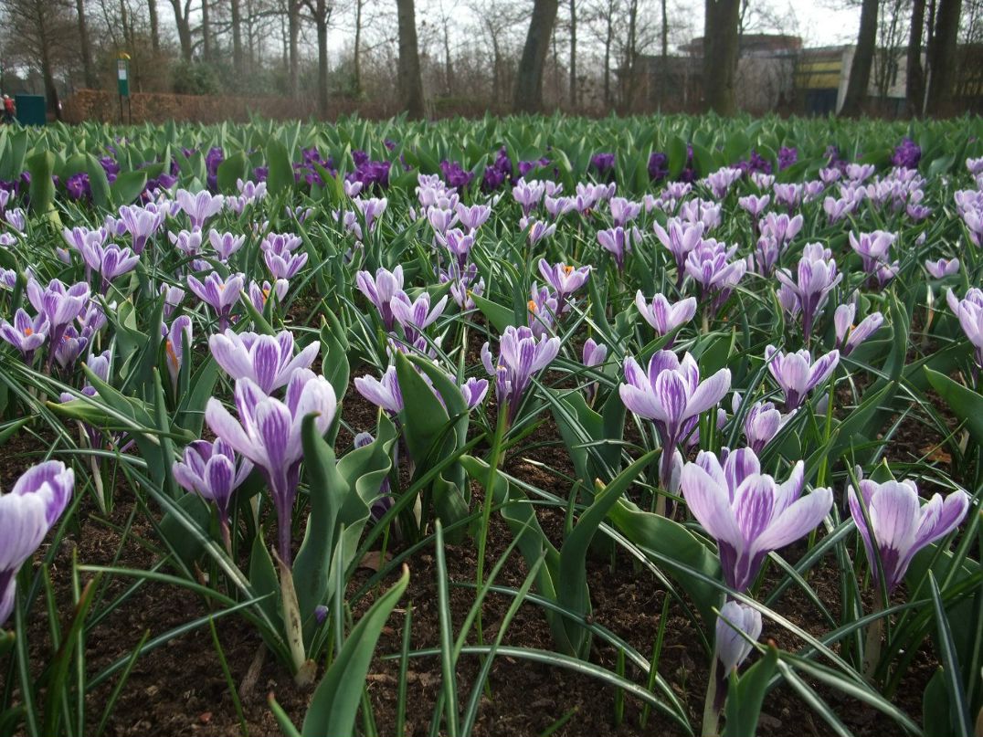 Анжелика Монастырская | Санкт-Петербург
