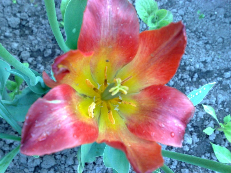 Алексей Яковлев | Москва