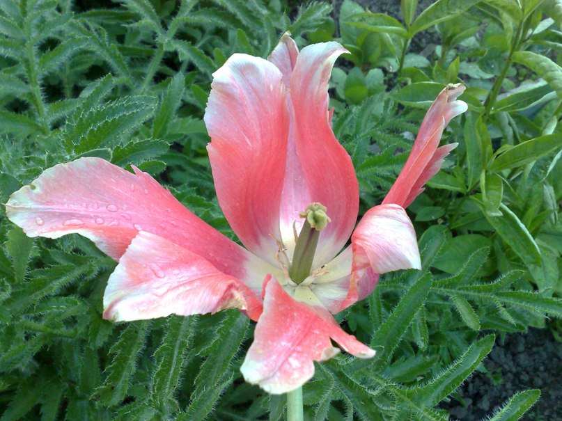 Алексей Яковлев | Москва