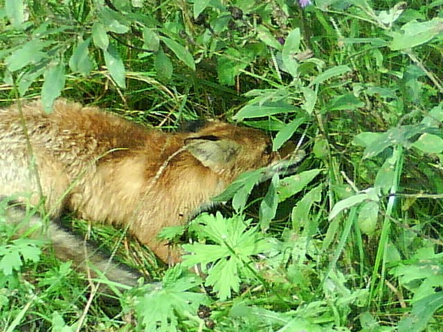 Ольга Волкова | Пола