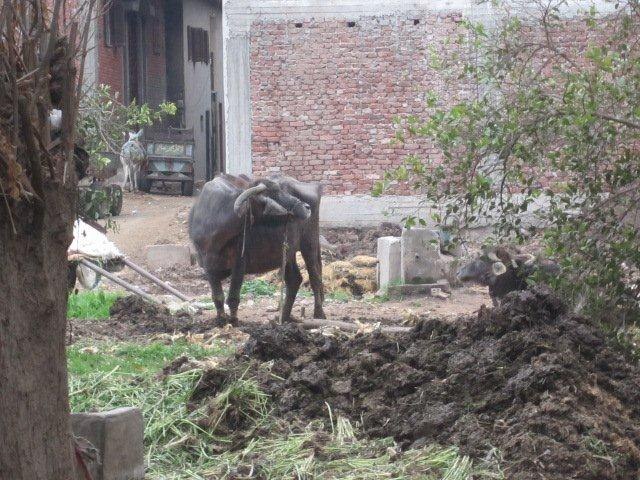 Юлия Гамаль | Taba
