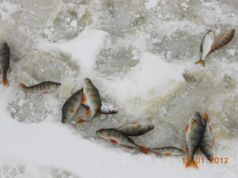 Виталий Гусаров | Великий Новгород