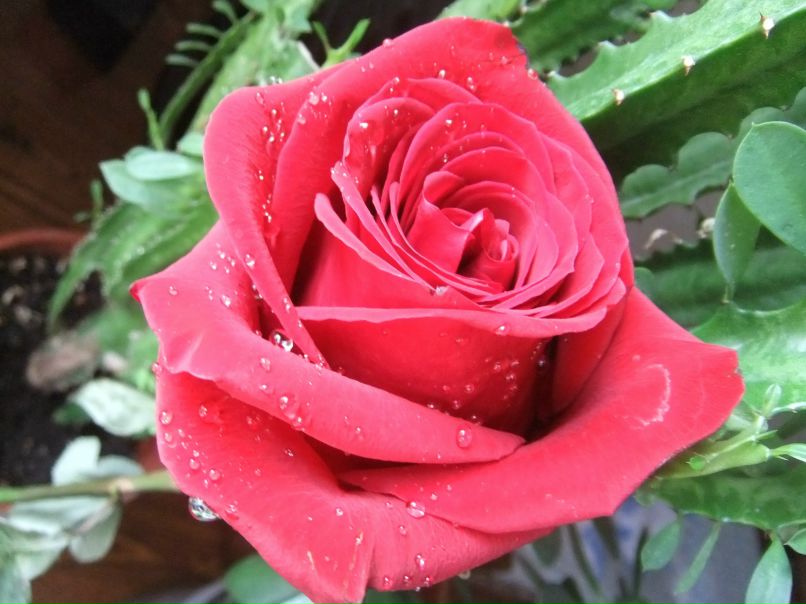 Алёна Тяжкороб | Липецк