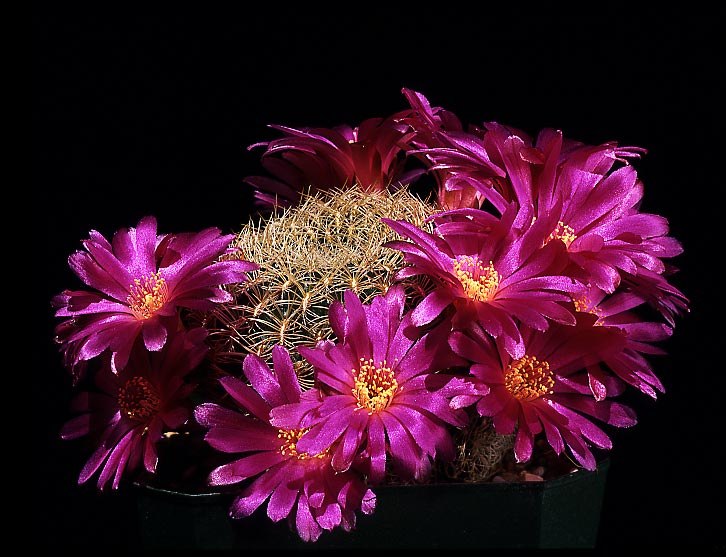 Антон Келль | Санкт-Петербург