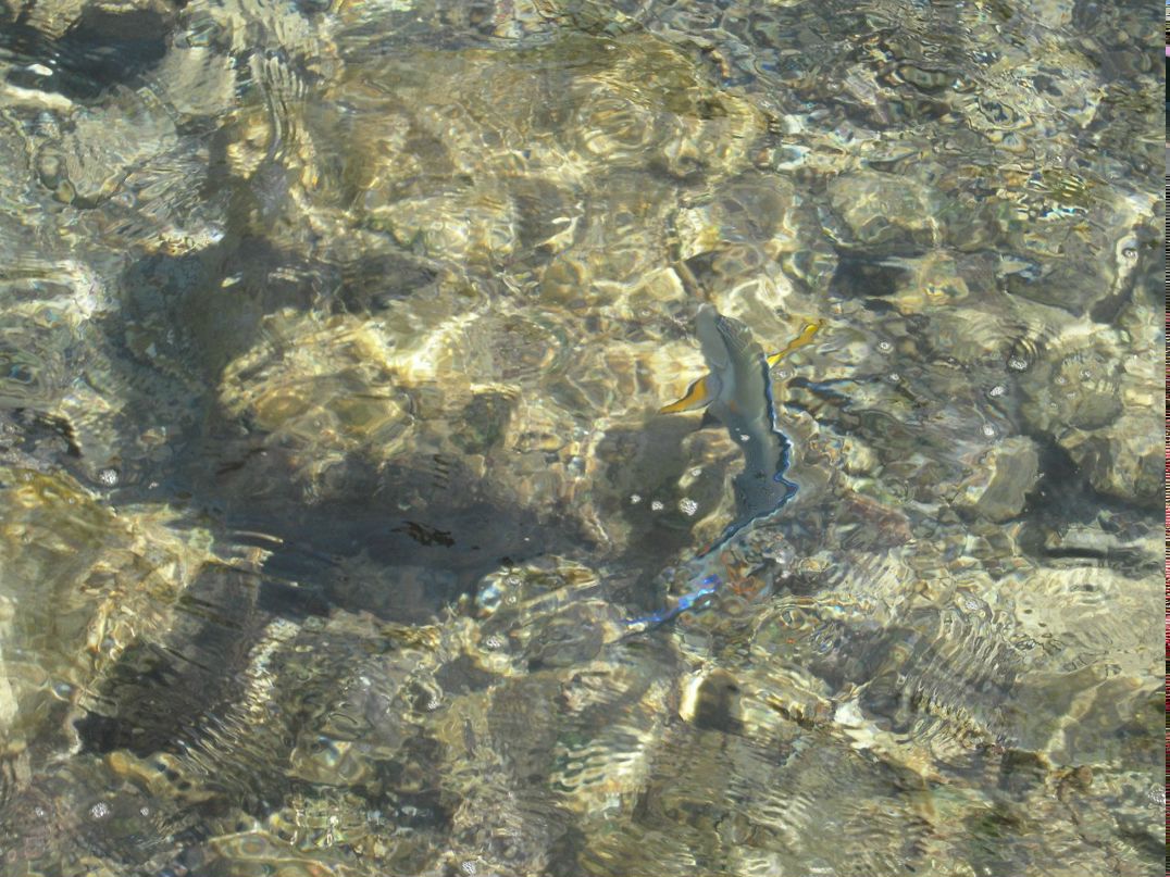 Алексей Петров | Москва