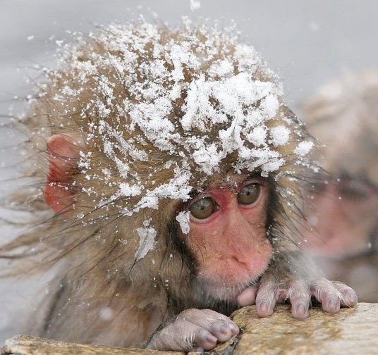 Елена Новикова | Москва